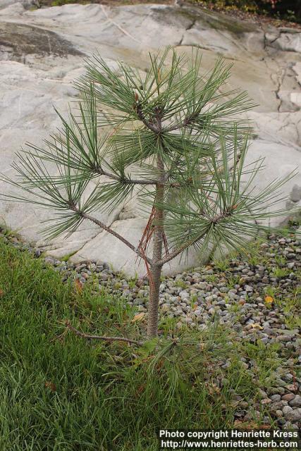 Photo: Pinus jeffreyi 1.