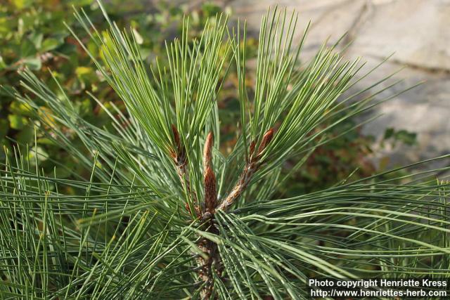 Photo: Pinus jeffreyi 3.