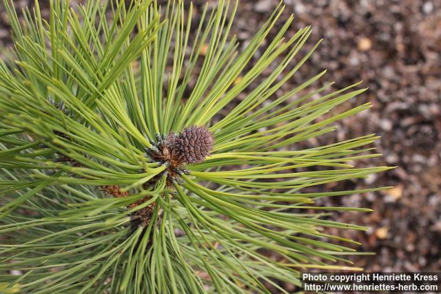 Photo: Pinus ponderosa 1.