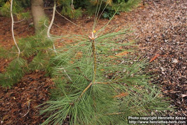 Photo: Pinus ponderosa 2.