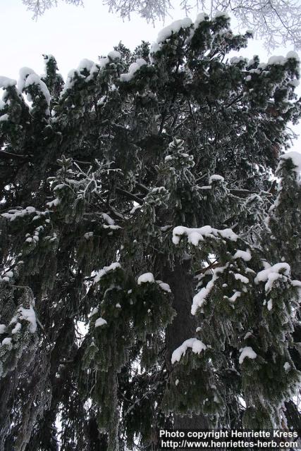 Photo: Picea abies 14.