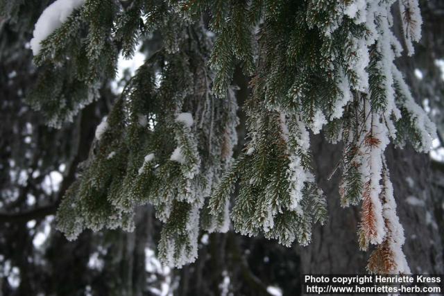 Photo: Picea abies 16.