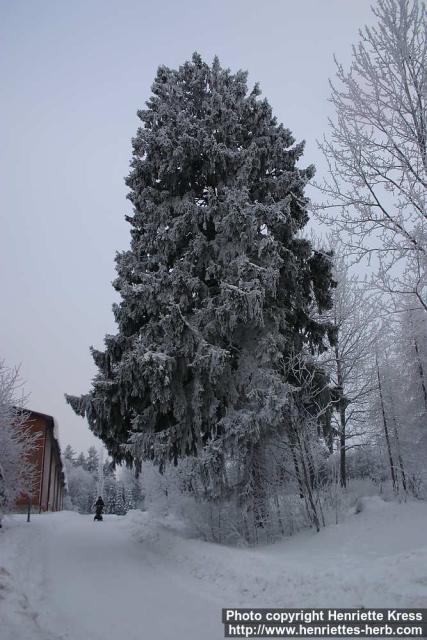 Photo: Picea abies 18.