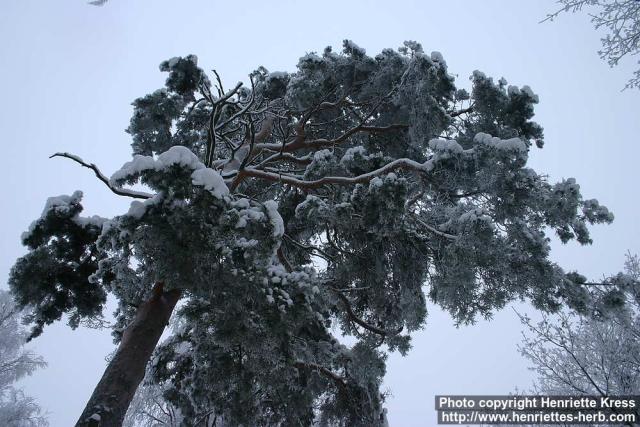 Photo: Pinus sylvestris 21.