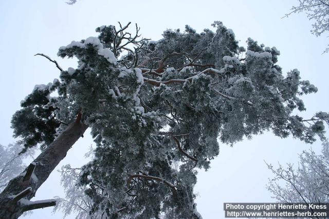 Photo: Pinus sylvestris 22.