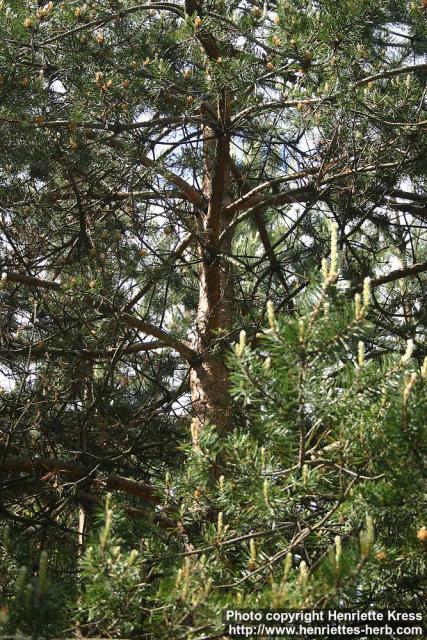 Photo: Pinus sylvestris 23.