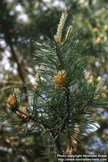 Photo: Pinus sylvestris 25.