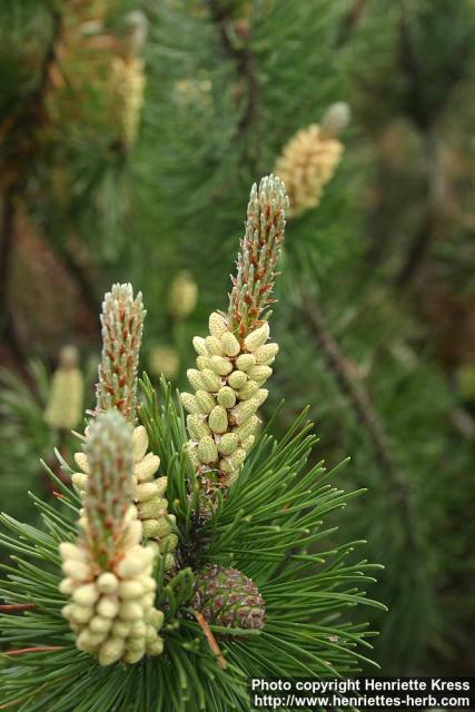 Photo: Pinus mugo 3.