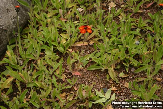 Photo: Pilosella aurantiaca 07.