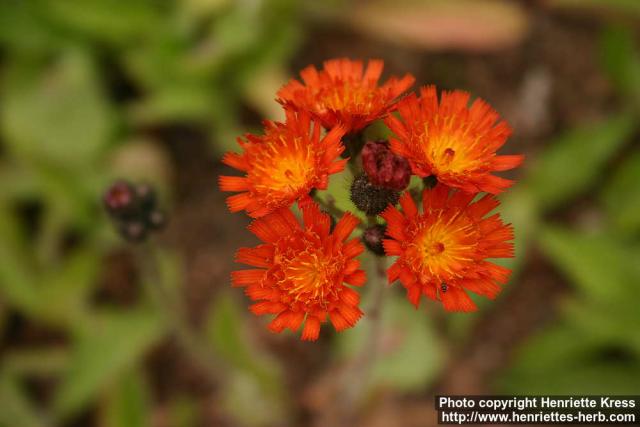 Photo: Pilosella aurantiaca 10.