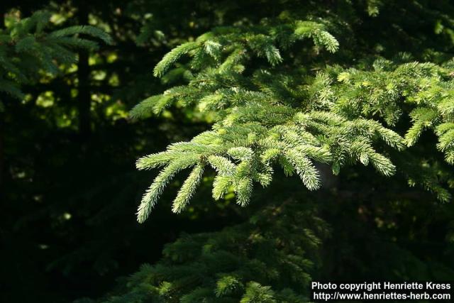 Photo: Picea glauca 2.