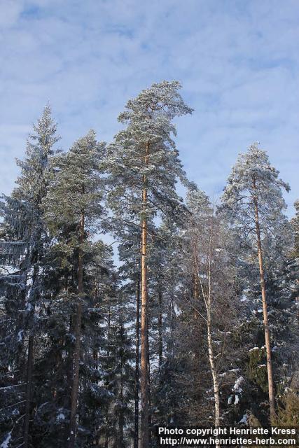 Photo: Pinus sylvestris 28.