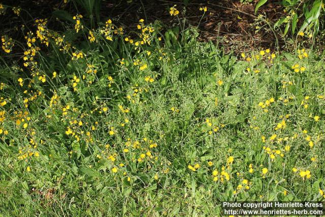 Photo: Pilosella floribunda 0.