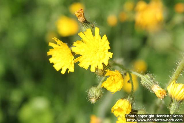 Photo: Pilosella floribunda 1.