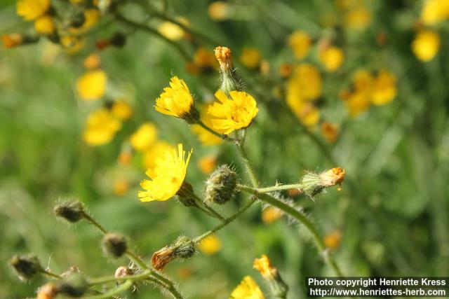 Photo: Pilosella floribunda 2.