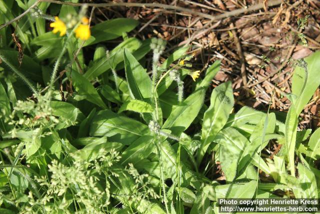 Photo: Pilosella floribunda 3.