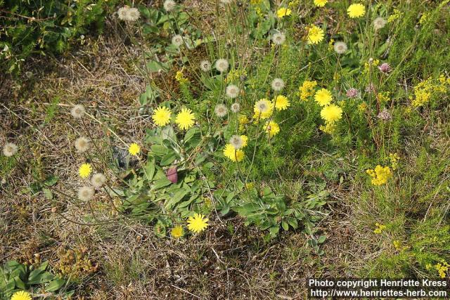 Photo: Hieracium pilosella 07.