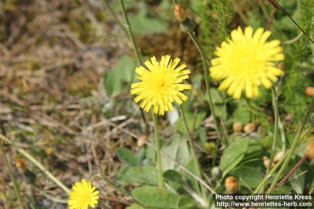 Photo: Hieracium pilosella 08.