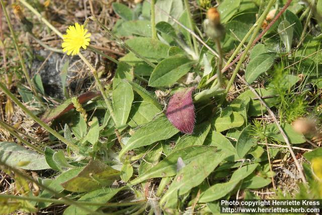 Photo: Hieracium pilosella 09.