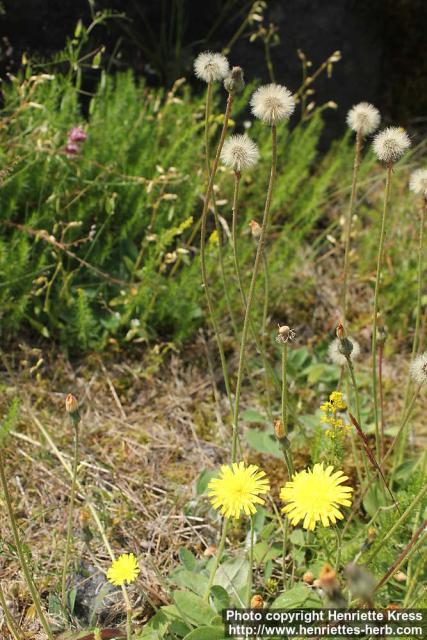 Photo: Hieracium pilosella 10.