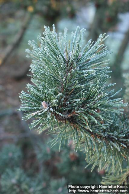 Photo: Pinus mugo 07.