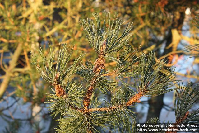 Photo: Pinus mugo 08.