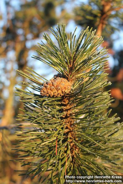 Photo: Pinus mugo 10.