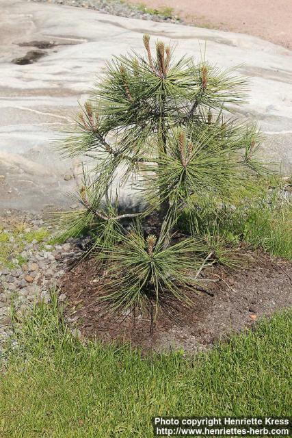 Photo: Pinus jeffreyi 6.