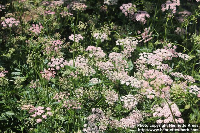 Photo: Pimpinella major 08.