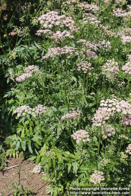 Photo: Pimpinella major 10.