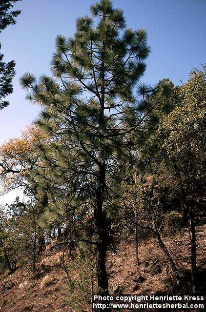 Photo: Pinus.