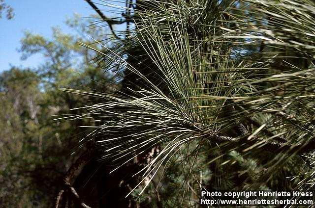 Photo: Pinus 1.