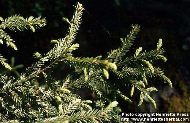 Photo: Picea abies 4.