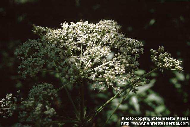 Photo: Pimpinella major 1.