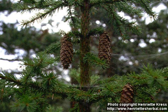 Photo: Picea abies 5.