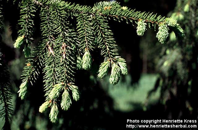 Photo: Picea abies 8.