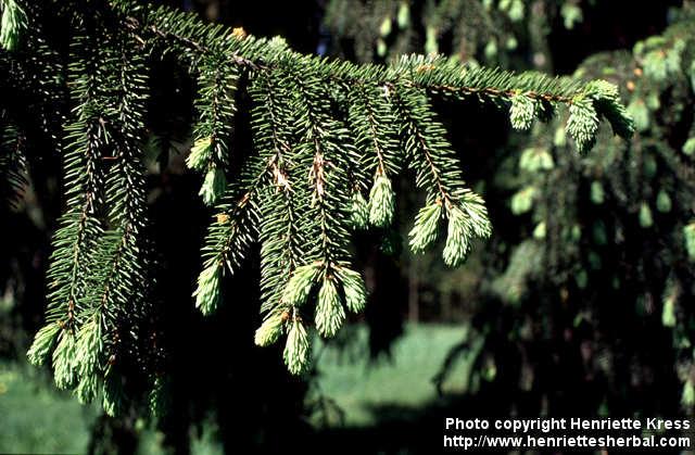 Photo: Picea abies 9.