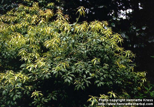 Photo: Pieris japonica 1.