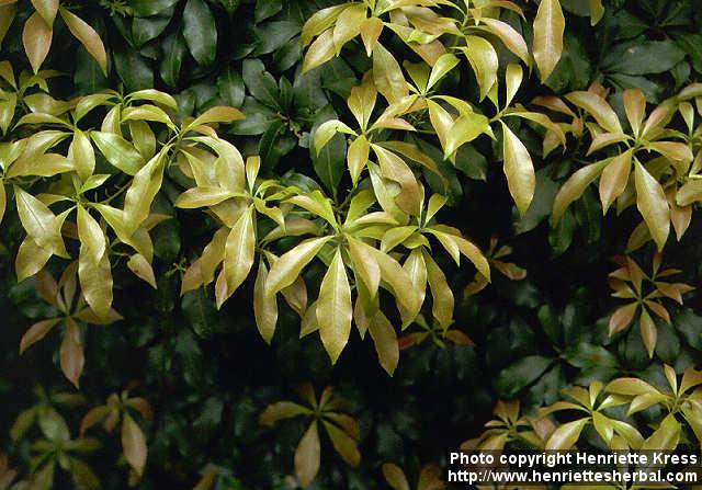 Photo: Pieris japonica 2.