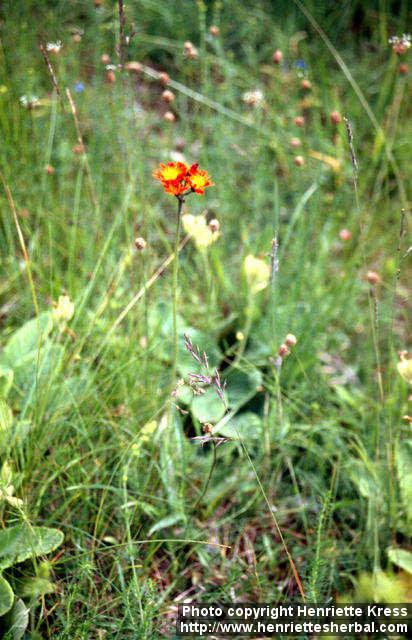 Photo: Pilosella aurantiaca 1.