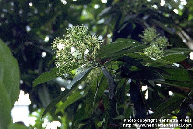 Photo: Pimenta dioica 1.