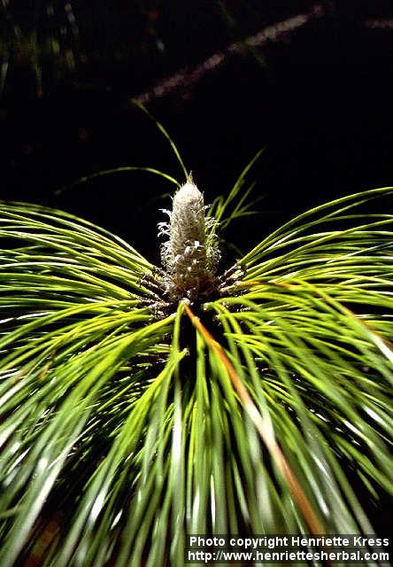 Photo: Pinus palustris 2.