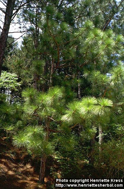 Photo: Pinus palustris.