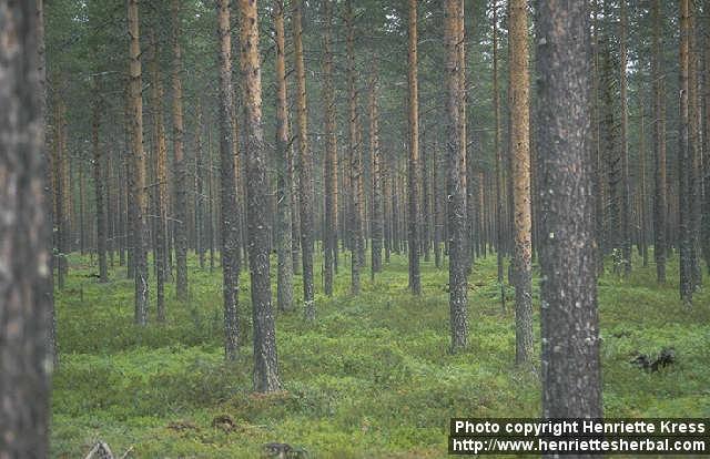 Photo: Pinus sylvestris 2.