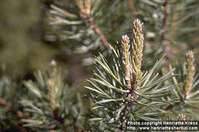 Photo: Pinus sylvestris.