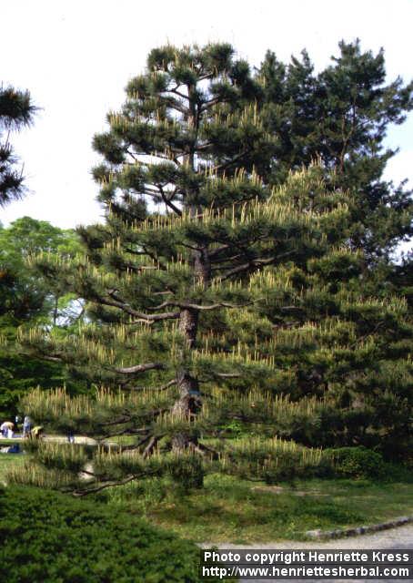 Photo: Pinus thunbergii.