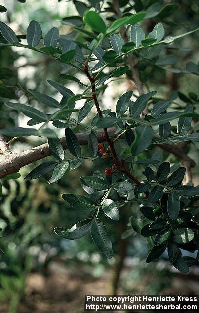 Photo: Pistacia lentiscus 1.