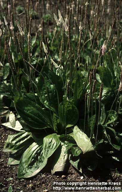 Photo: Plantago media 1.