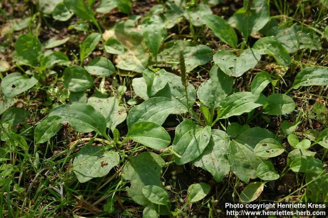 Photo: Plantago major 3.