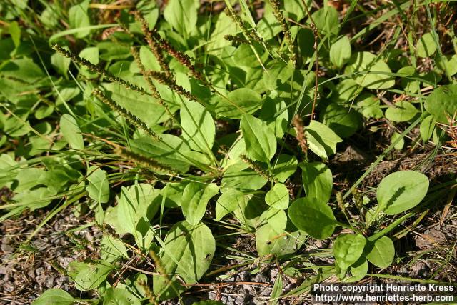 Photo: Plantago major 4.